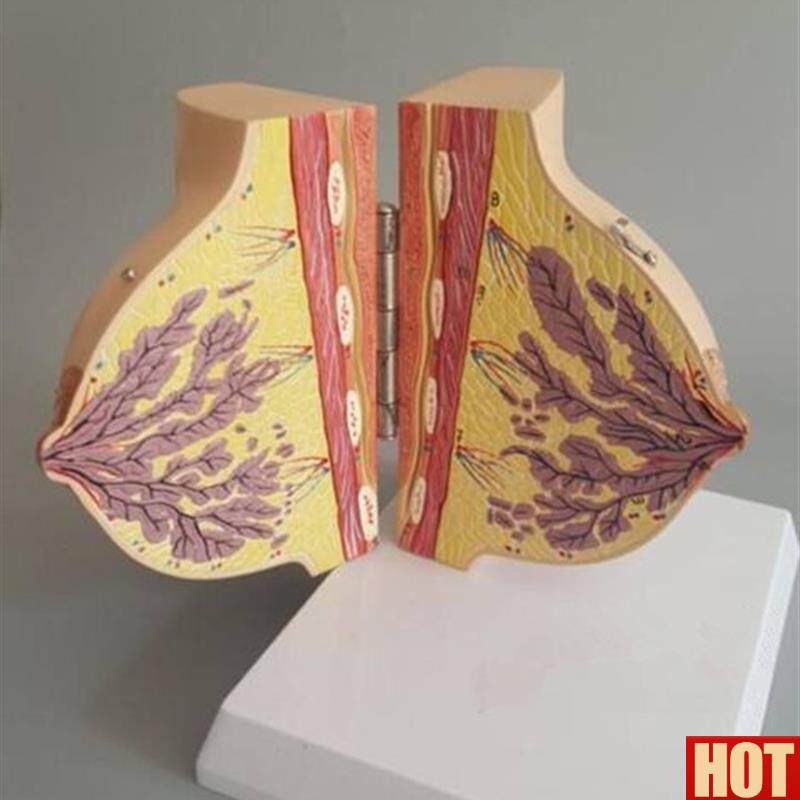 止期女性乳房解剖模型妇科胸部u示范教学标本