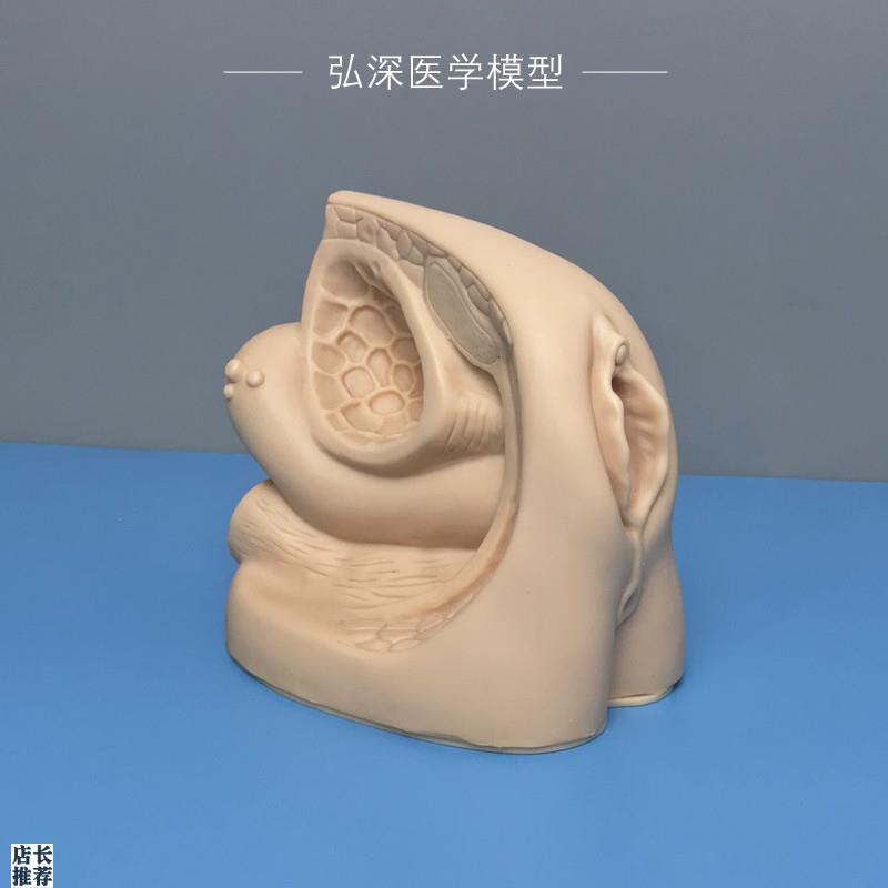 女性内外生殖器官模型导尿练习演示人体生殖系统结构W膀胱医学教