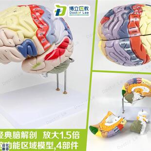 专业医学人体大脑解剖模型脑功能放大1.5倍带标S示教学脑科脑皮层