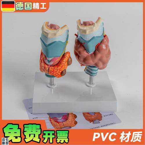 德国】人体病理甲状腺模型甲亢甲低内分泌系统医学U解剖甲状腺喉