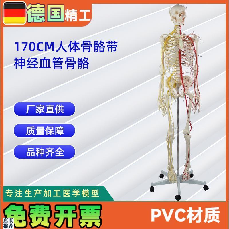 170CM带神经血管骨骼人体骨骼模型医学展Y示实验教具