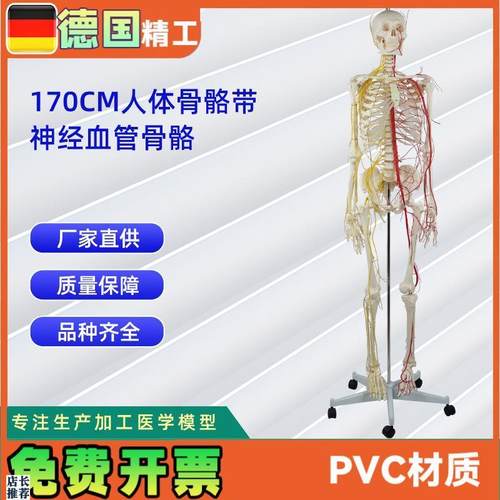 170CM带神经血管骨骼人体骨骼模型医学展Y示实验教具