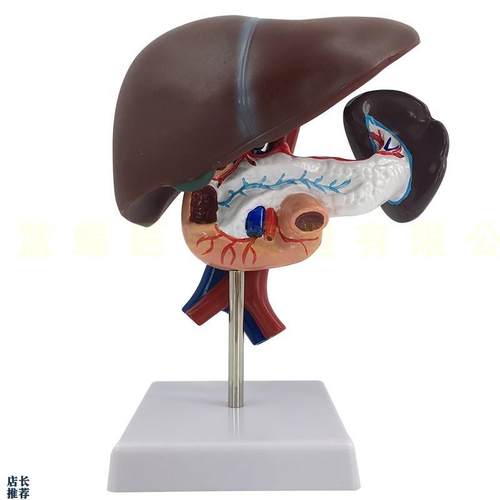 康泰模型人体f肝脏十二指肠胰腺脾脏动静脉血管消化道内脏拆卸拼