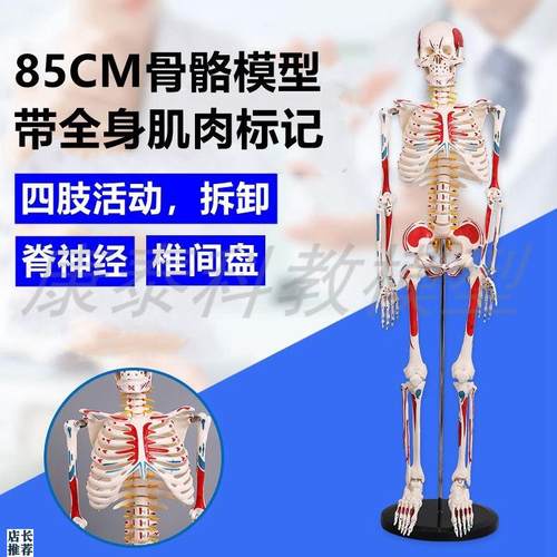 人体骨骼模型带全身肌肉起止点血管D神经分布四肢关节可拆卸瑜伽
