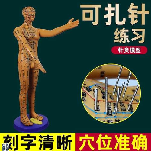 董氏奇穴穴位人体模型十二经络模特图全身中医针灸教W学培训小铜