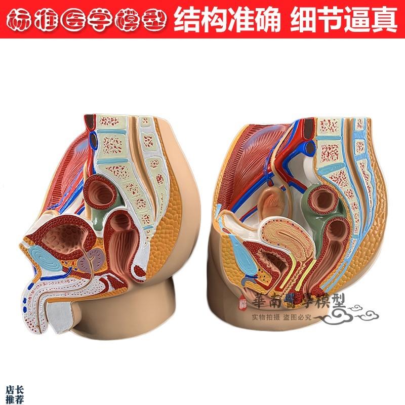 男女性盆腔矢状解剖模型女性生殖泌尿系统模W型男性生殖器