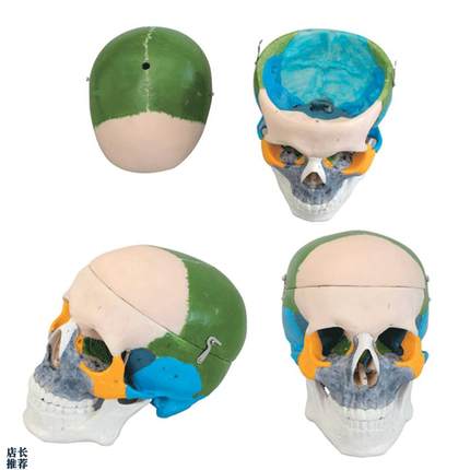 成人头颅骨e骨性着色模型A11111/1