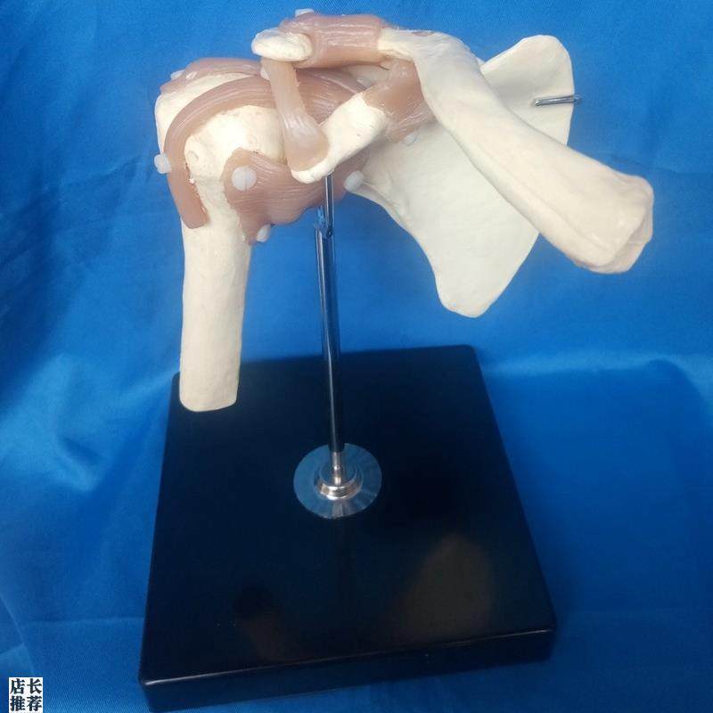 人体肩关节韧带功能模型锁骨肩胛骨骨骼模N型医用教学讲解人体模