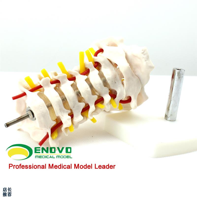 ENOVO颐诺人体颈椎颈动脉模型颈椎模I型寰枢关节人体骨骼标本模