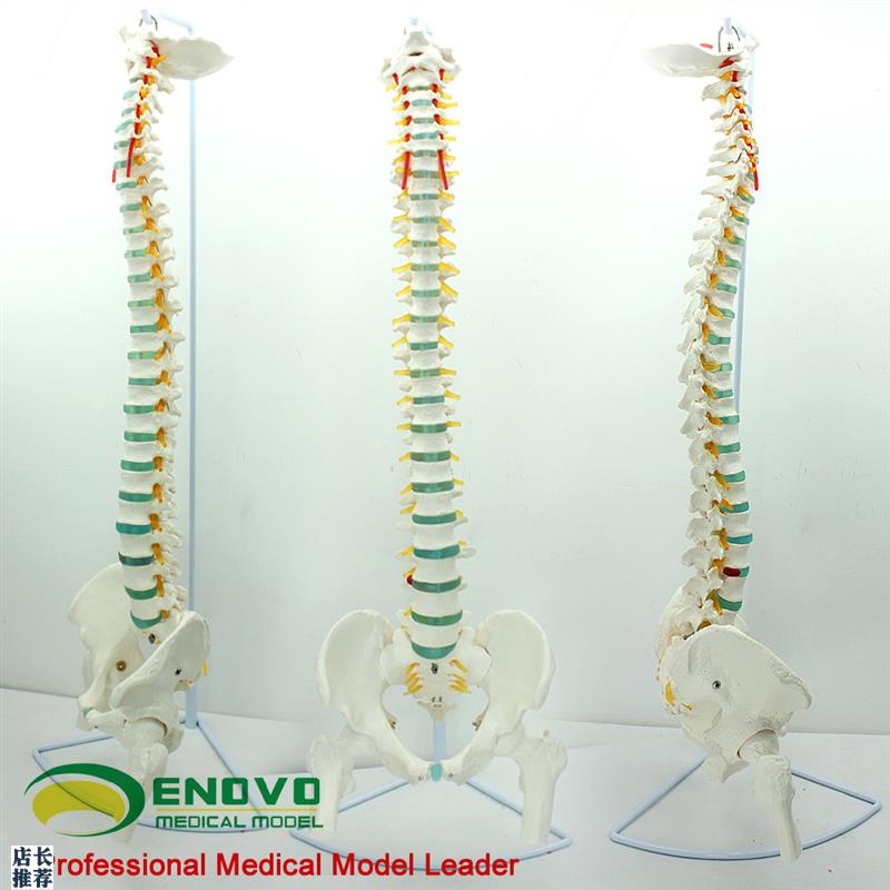 ENOVO颐诺h医学人体脊柱模型脊椎骨盆颈椎胸椎腰椎整骨科骨骼模型