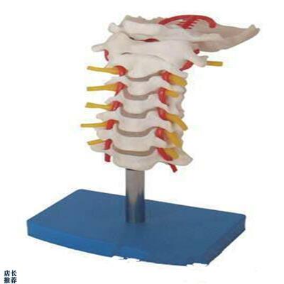颈椎带颈动脉后枕骨椎间A盘与神经教学模型颈椎模型