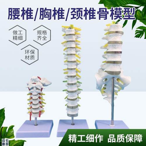 1比1脊柱模f型人体骨骼模型颈椎骨血管胸椎神经腰椎间盘医用教学