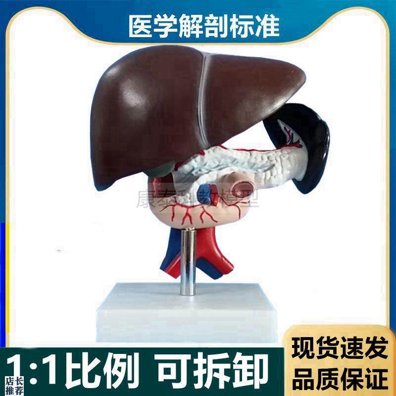 人体肝脏模型胰腺脾脏十r二指肠内脏器官可拆卸肝胆管血管分布病