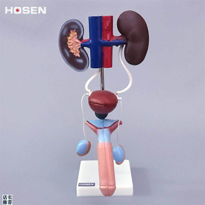 男性泌尿生殖系统模型肾脏解剖模型模具J膀胱输尿管结构造立体教