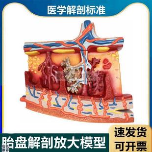 羊膜上皮绒毛膜胎盘解剖模u型脐带血管胎儿循环产科临床医生殖功