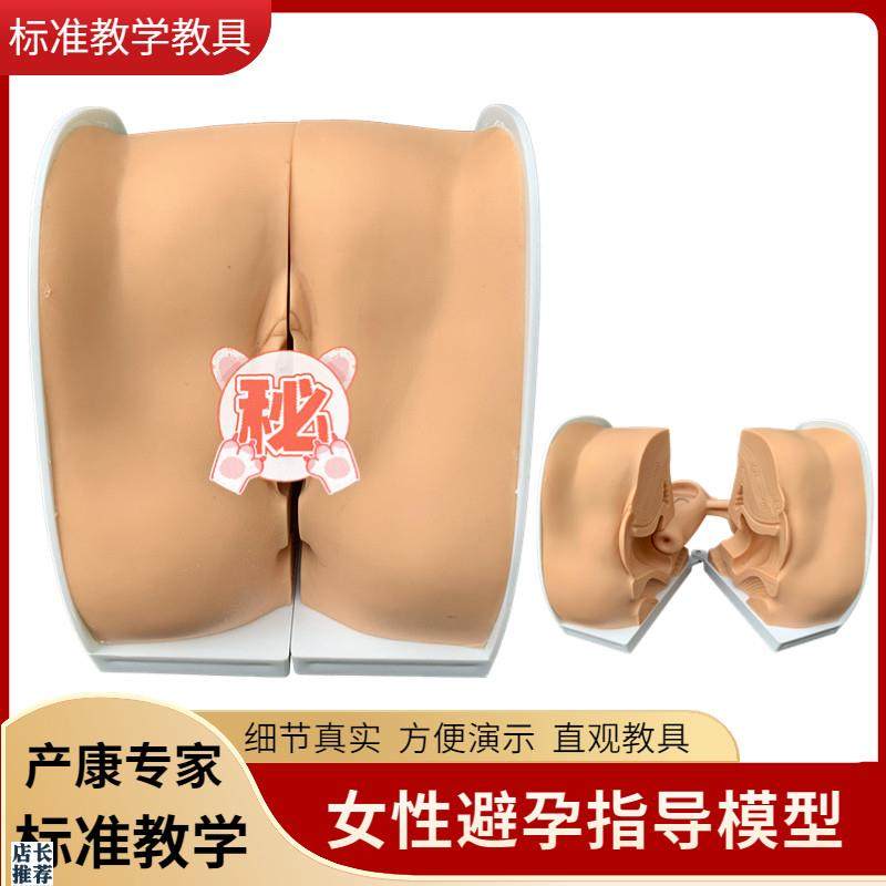 女性生殖器模f型宫颈子宫外阴道卵巢妇科检查避孕教学避孕系统模