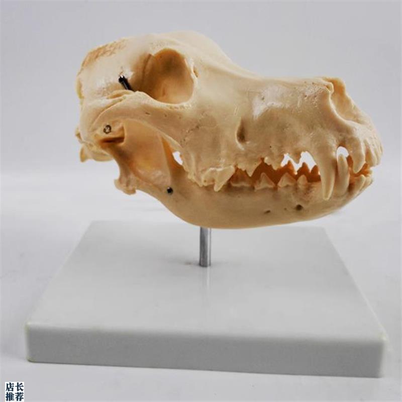 犬骨骼模型仿真狗头骨p牙齿动物骨架真实倒模宠物医院摆件标本骨