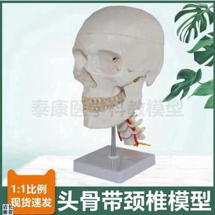 人体头骨模型f颅骨结构口腔牙齿下颌骨枕骨颈椎血管神经素描医用