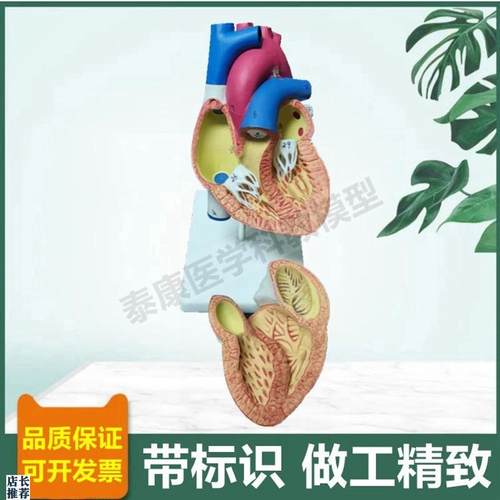 人体心脏模型可拆卸n冠状动脉血管心脏B超彩超教学临床循环三尖瓣