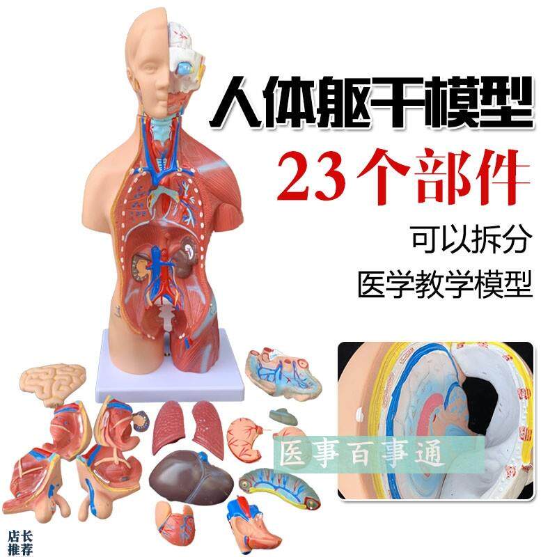 人体模型28CM躯干人体内脏解剖模型医学教具骨骼X儿童益智玩具