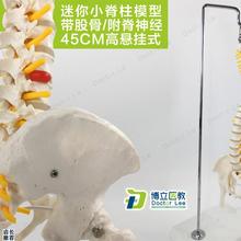 教学45CM迷你人体小脊柱带骨盆股骨模型带神经骨架脊Y柱脊椎模型