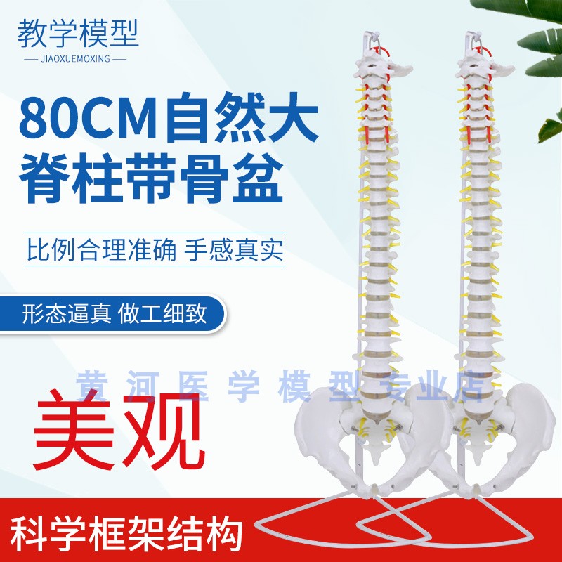 自然大脊柱模型人体1:1s脊椎模型带颈椎 胸椎 尾椎 腰椎间盘模型