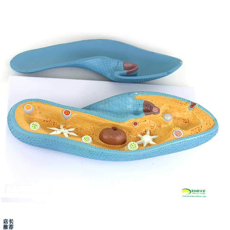 ENOVO颐诺高品质草履虫模型细胞生物学微生物教学演X示模型标本教