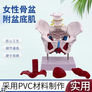 可活动女性骨盆肌肉模型及盆底肌模E型子宫盆骨分娩助产教学模型