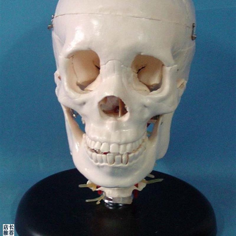 人体1:1头骨带颈椎模型骷髅头骨骼骨架模型医用X人体标本模型