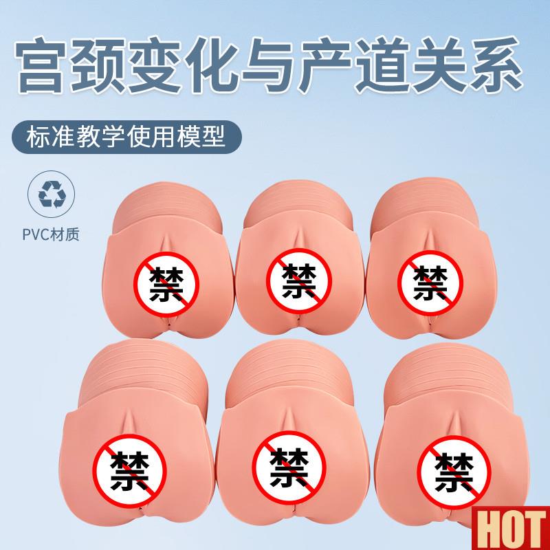 学模型 女性分娩生产宫口模型 产前宫颈变化U与产道关系模型