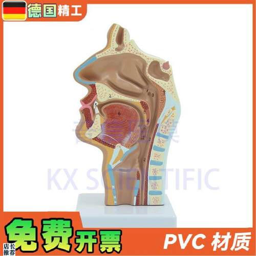 德国】头部解剖口鼻n咽喉模型教内侧面血管神经鼻腔模型医药展示