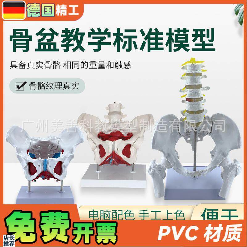 可活动女性骨盆生殖器官模型盆腔盆底肌结构附盆底肌W二节腰椎模