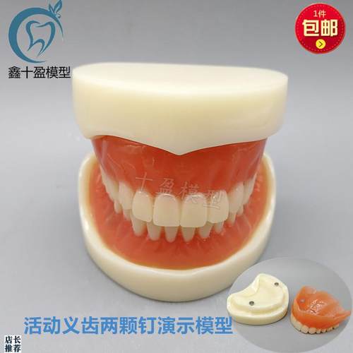 牙科模型活动义齿牙模讲解模型全口义齿两颗钉Q教学模型T21包邮