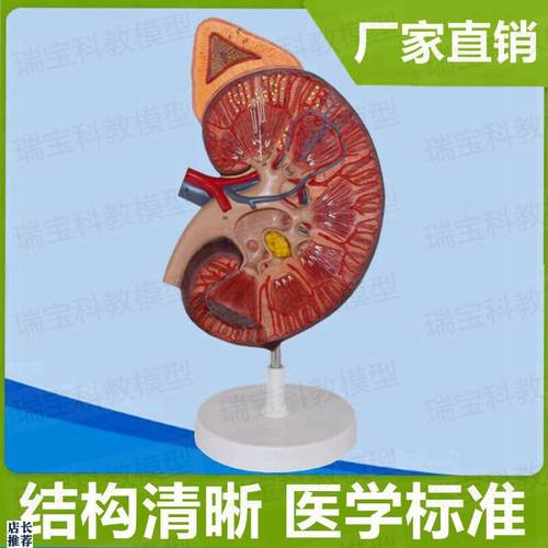 肾脏模型肾上腺泌尿器官医用解剖教E学肾结构血管人体内脏仿真医