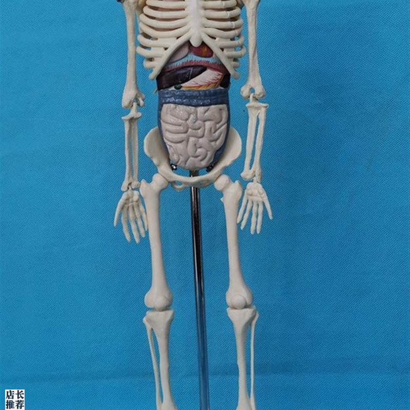 45CM人体骨骼拼装模型附内A脏益智玩具骷髅骨架教学医用展示讲