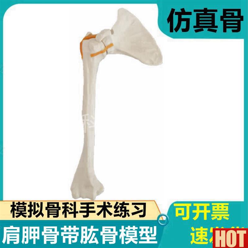 工肩关节模型z 骨科医生手术练习用假骨 上下肢髋关节膝关节踝骨