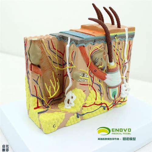 ENOVO颐诺人体皮肤组织解剖放大模型微J创皮肤美容美妆整形脸面部