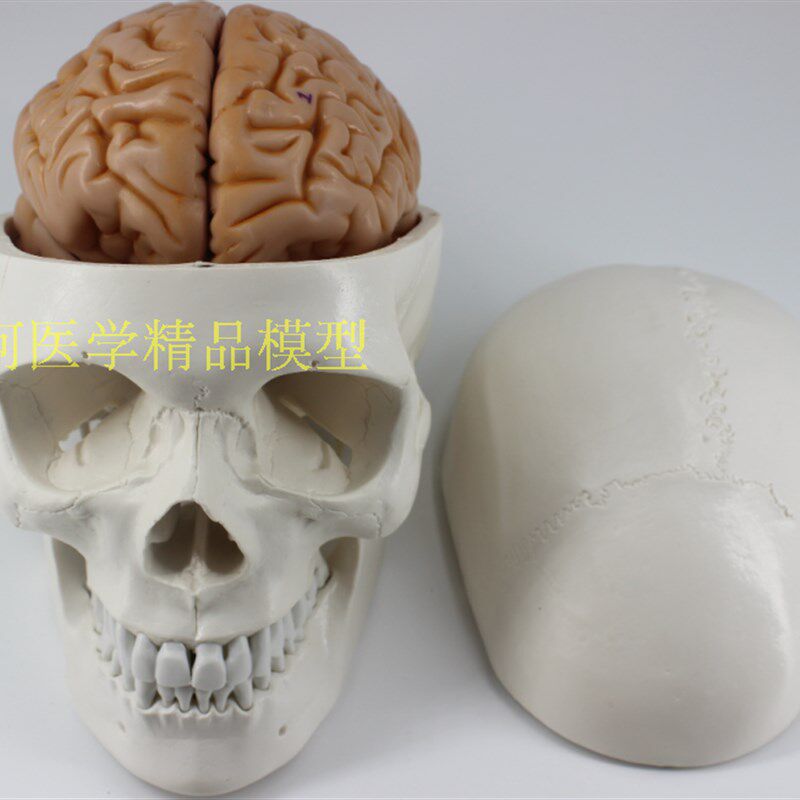 自然大人体头骨带k脑动脉模型 头骨带八部件大脑动脉模型人脑模型