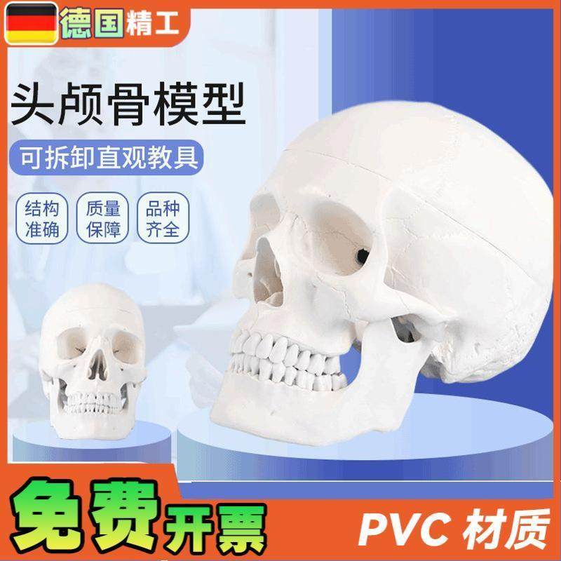 德国】1比1成人头骨模型口腔教C学使用美术写生临摹可拆头颅骨