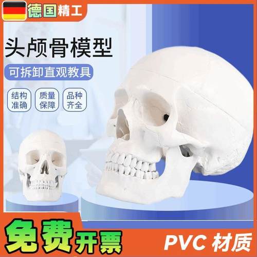 德国】1比1成人头骨模型口腔教C学使用美术写生临摹可拆头颅骨