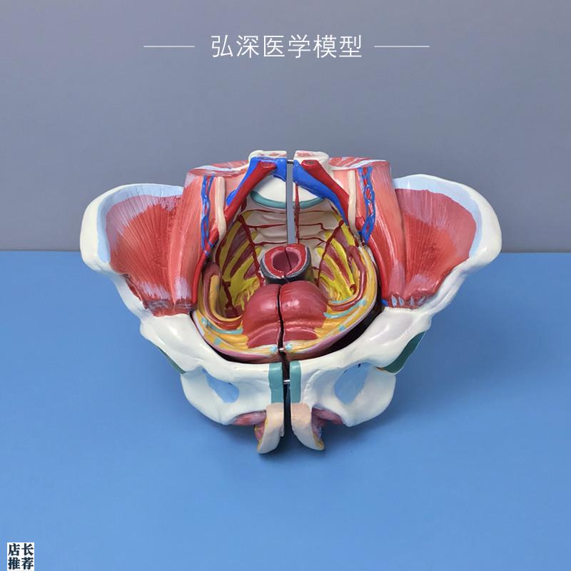 女性骨盆模型子宫l肌肉神经血管生殖系统器官解剖可拆妇产教学模