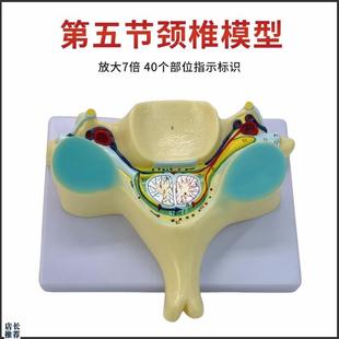 第五节颈椎脊髓和脊神经t放大模型颈椎脊髓横切脊髓结构放大模型