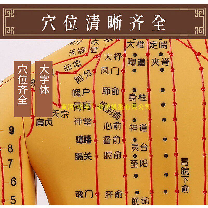 针灸穴位人体模型全身家用中医十A二经络图小皮人硅胶扎针练习铜