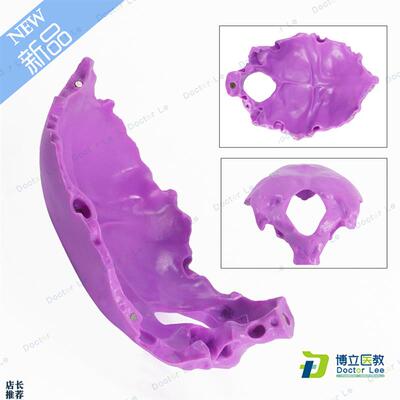 人体颈椎带颈动脉后枕骨椎x间盘与神经骨科模型枕骨模型骨骼标