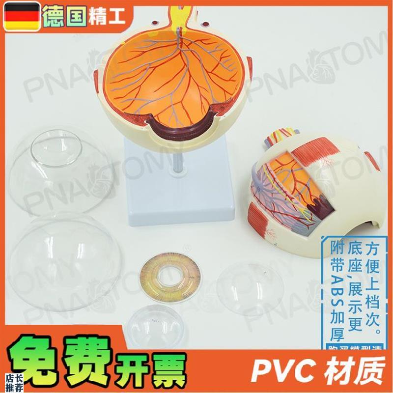 德国】人体仿真眼睛假眼球结构放大解剖模型医学教V学仪器眼科五