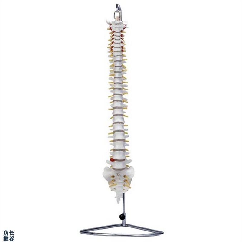 人体脊柱g椎骨模型XC105