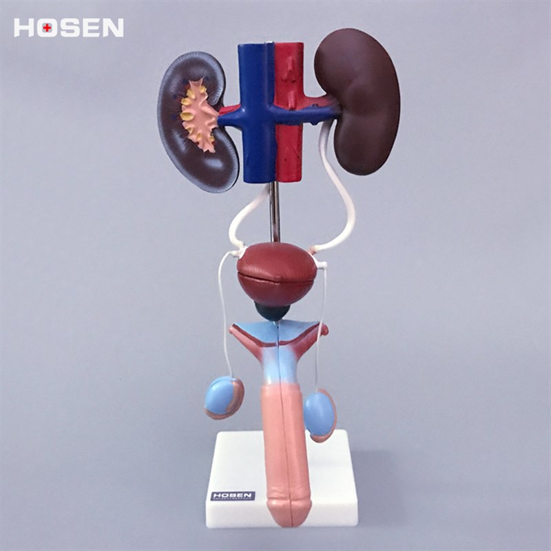 男性泌尿生殖系统模型肾脏解剖模型E模具膀胱输尿管结构造立体教