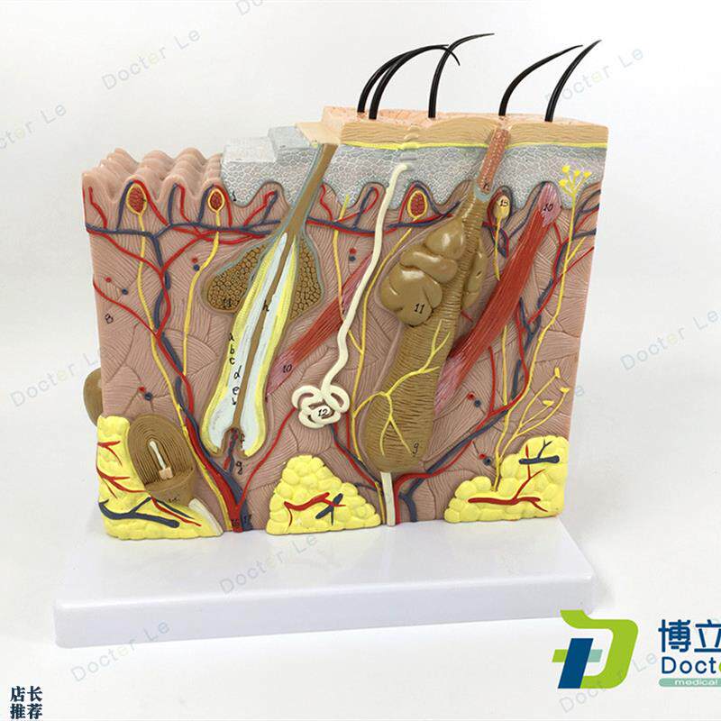 70倍人体皮肤结构皮肤组织结构放B大解剖模型美容院微整形皮肤模