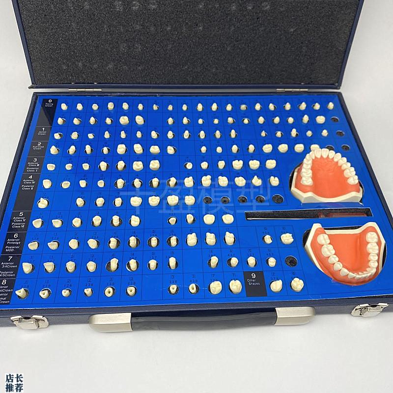 口腔齿科备牙模型k牙体制备窝洞义齿加工模型技工牙体预备展示模
