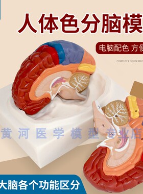 色分脑模型 脑h功能区域色分模型 人体大脑解剖模型 人脑构造结构
